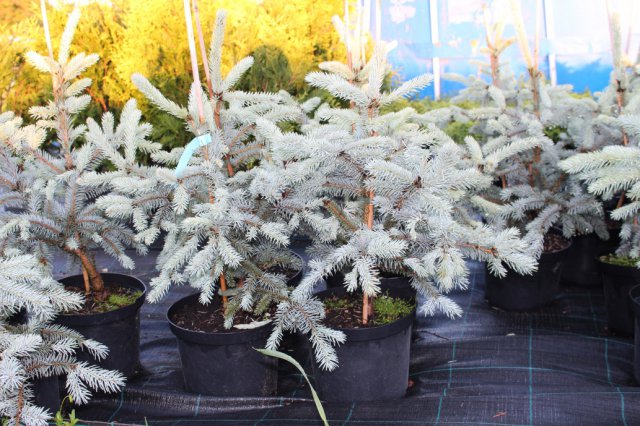 Picea pungens 'Koster'  C5